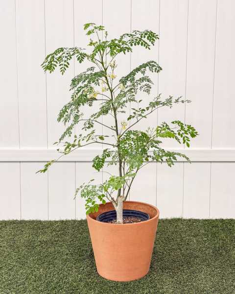 Large, Tree