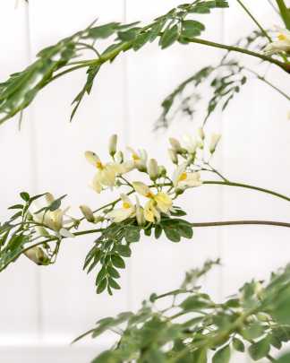 Moringa oleifera, Horseradish Tree
