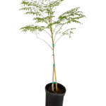 moringa oleifera large