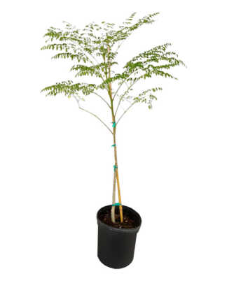 moringa oleifera large