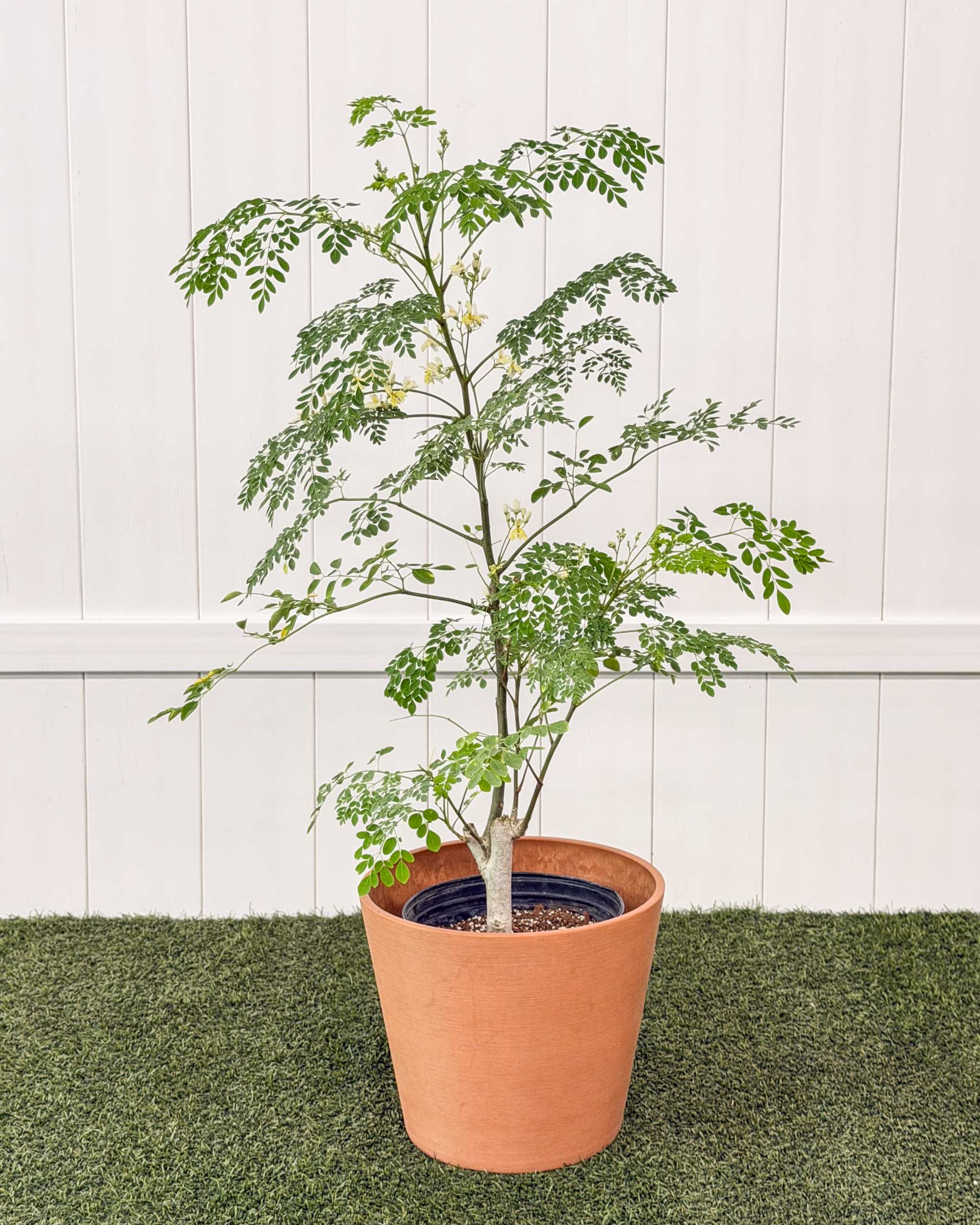 Moringa oleifera, Horseradish Tree | PlantVine