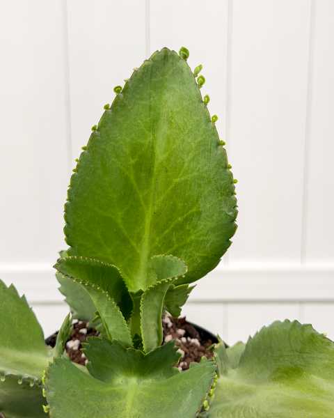 Leaves