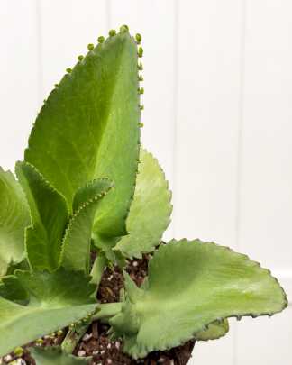 Mother of Thousands Plant