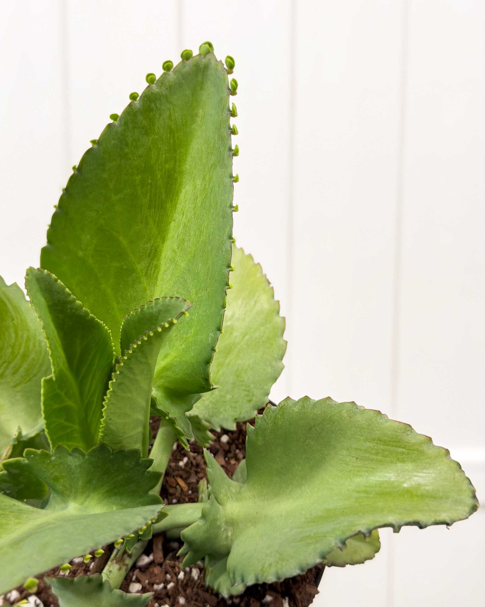 Mother of Thousands Plant | PlantVine