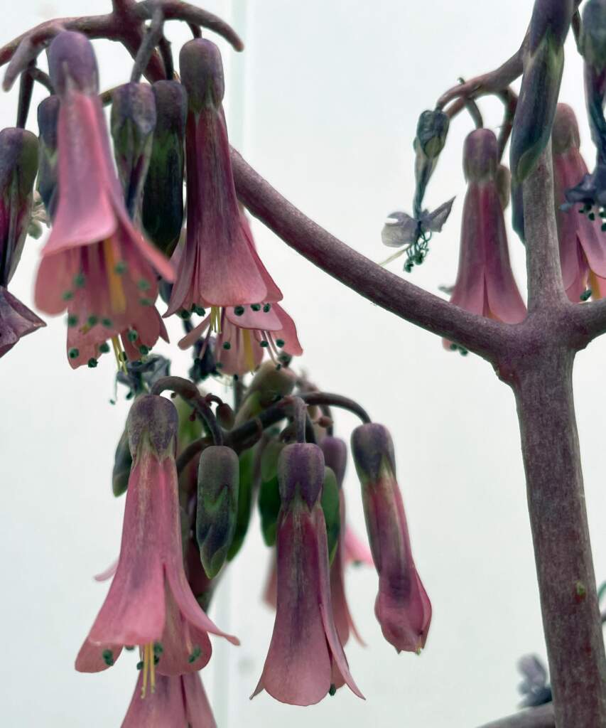Mother of thousands plant plantvine