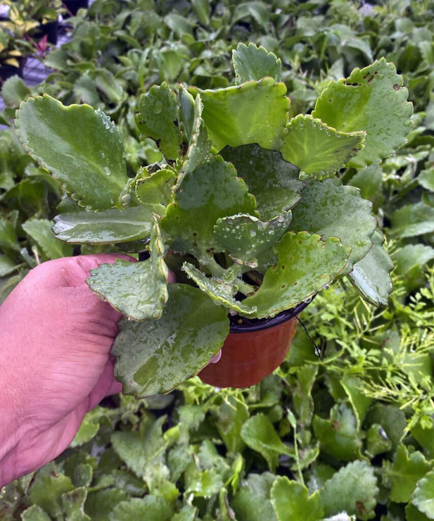 Mother of Thousands Plant | PlantVine