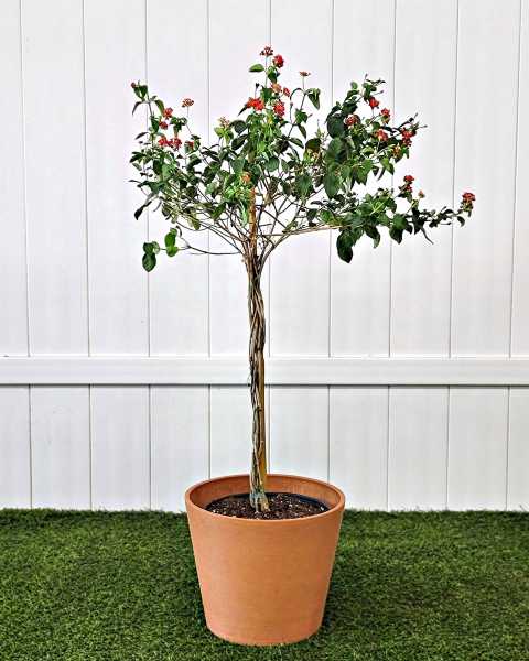 Large, Tree Large, Tree