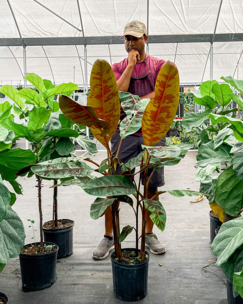 Banana ‘Rojo’, Musa acuminata zebrina, Red Banana, Musa sumatrana