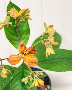 Mussaenda Orange Marmalade-4