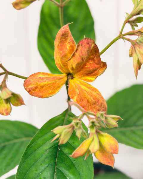 Foliage