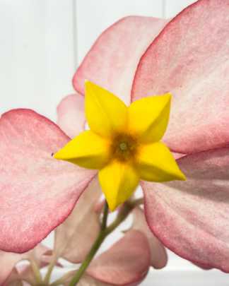 Queen Sirikit Mussaenda - Peach