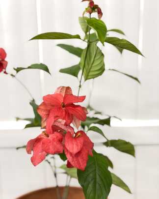 Ashanti Mussaenda - Red