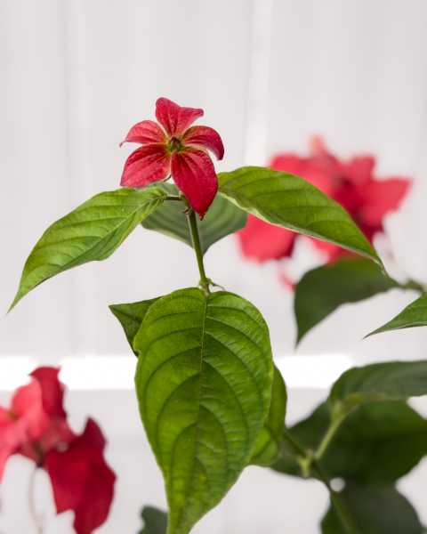 Foliage