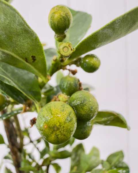 Fruit