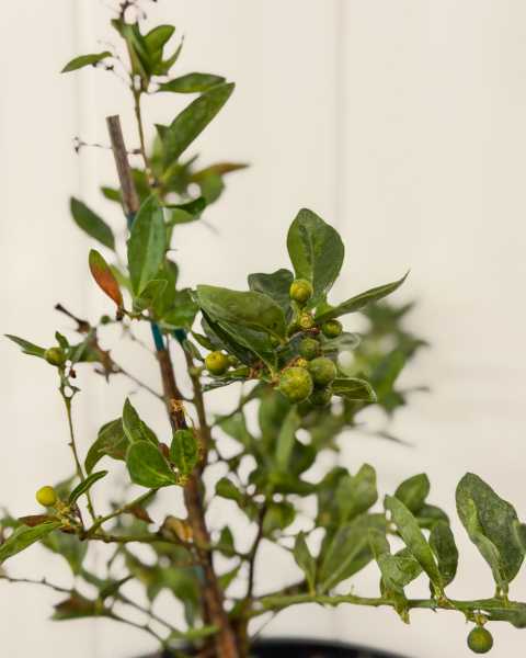 Foliage