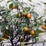 Nagami Kumquat