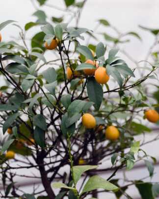 Nagami Kumquat