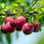 Natal Plum