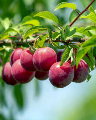 Natal Plum