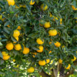 navel oranges