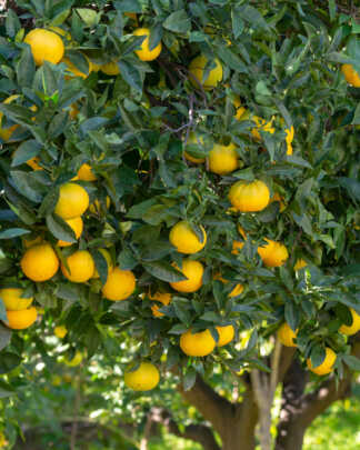 navel oranges