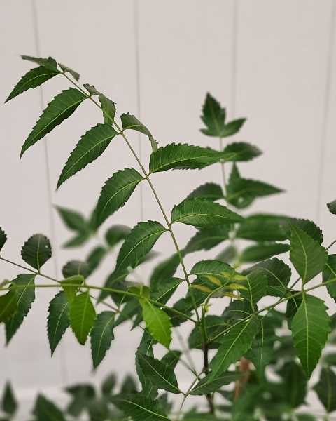 Foliage Foliage