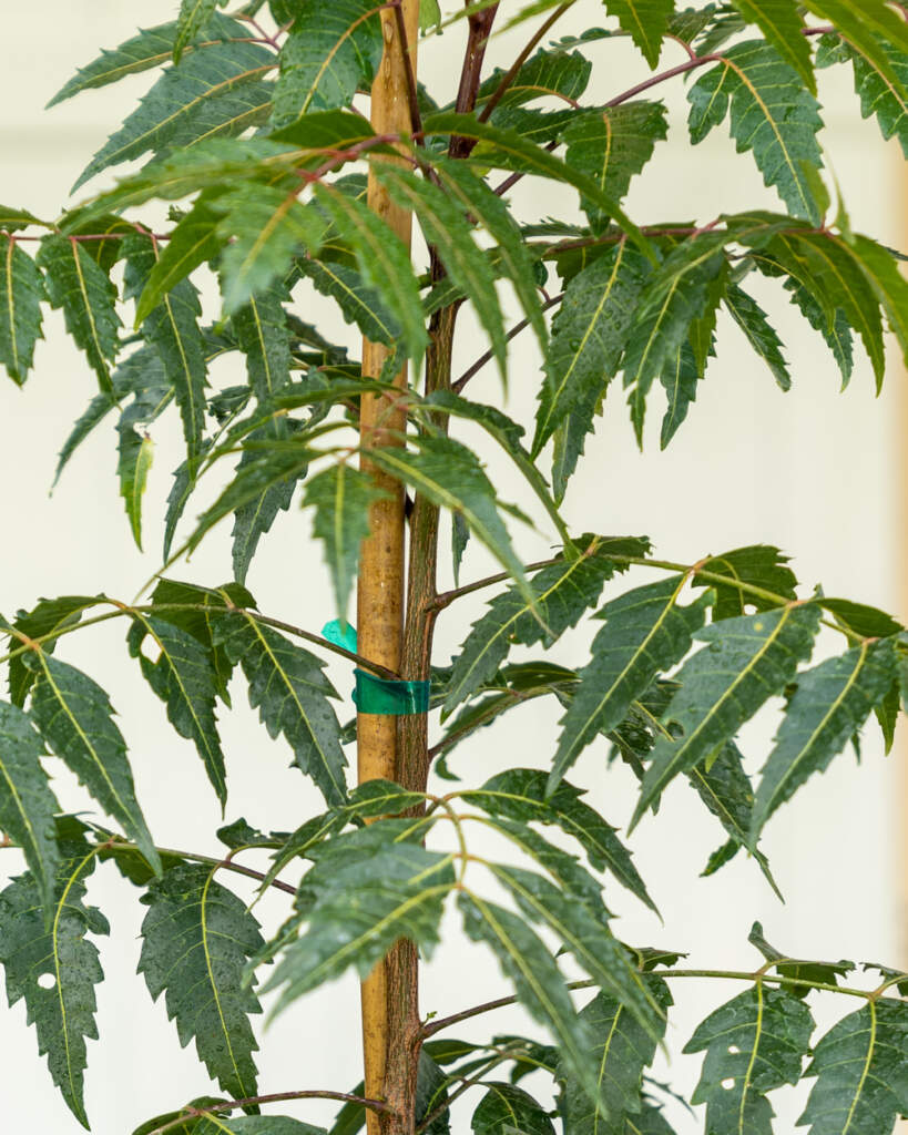 Azadirachta indica, Neem Tree, Indian Lilac PlantVine