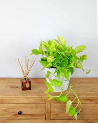 Neon Pothos