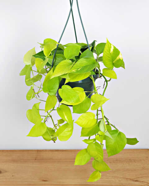 Medium, Hanging Basket Medium, Hanging Basket