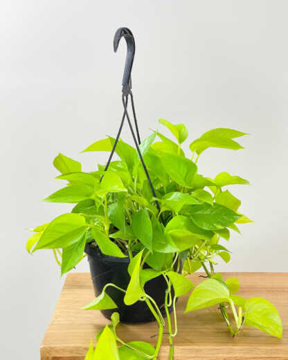 Large Hanging Basket
