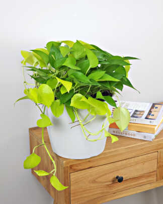 Neon Pothos