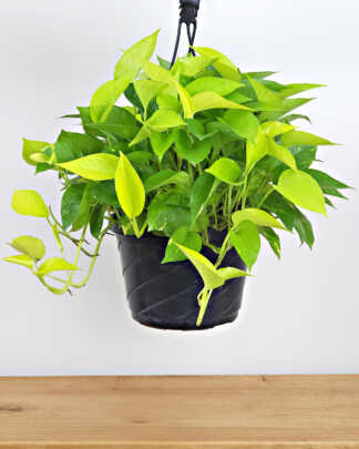 Neon Pothos