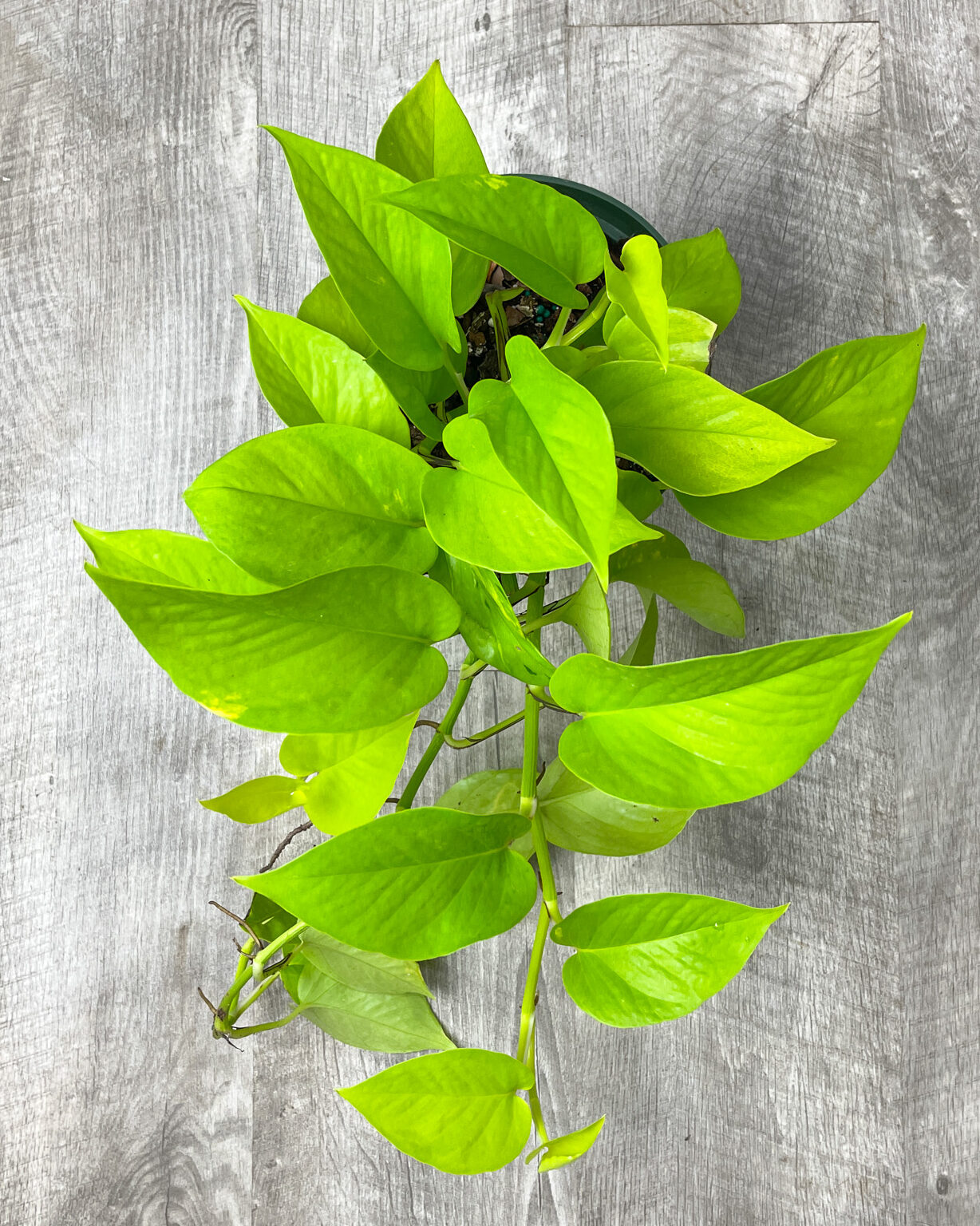 Pothos Varieties PlantVine pothos-varieties-plantvine