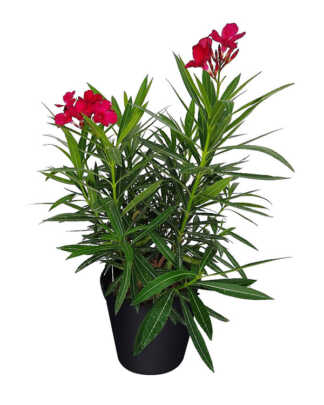 nerium oleander red large bush
