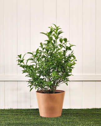 Night Bloom Jasmine