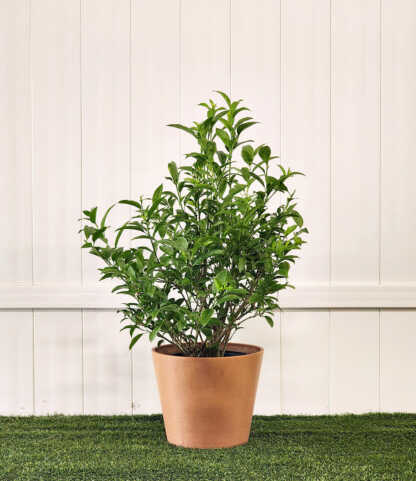 party plant Alternanthera 'Party Time' main image 0
