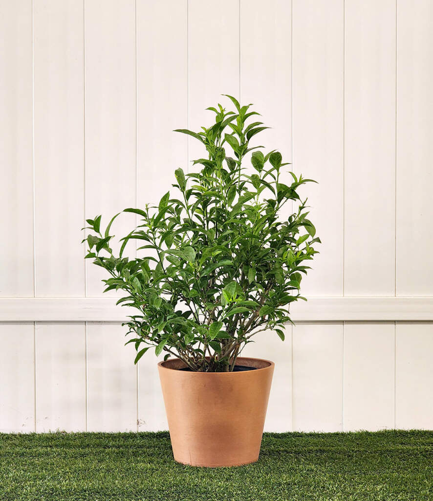 Night Blooming Jasmine PlantVine