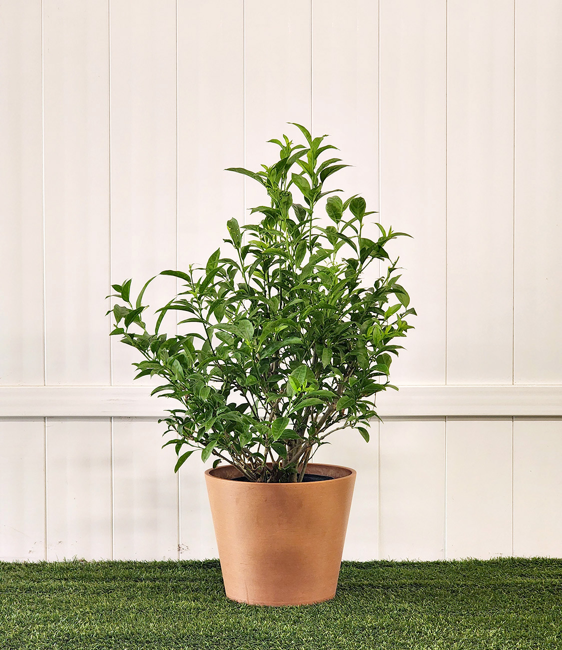 Night Blooming Jasmine PlantVine