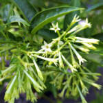 Night Blooming Jasmine