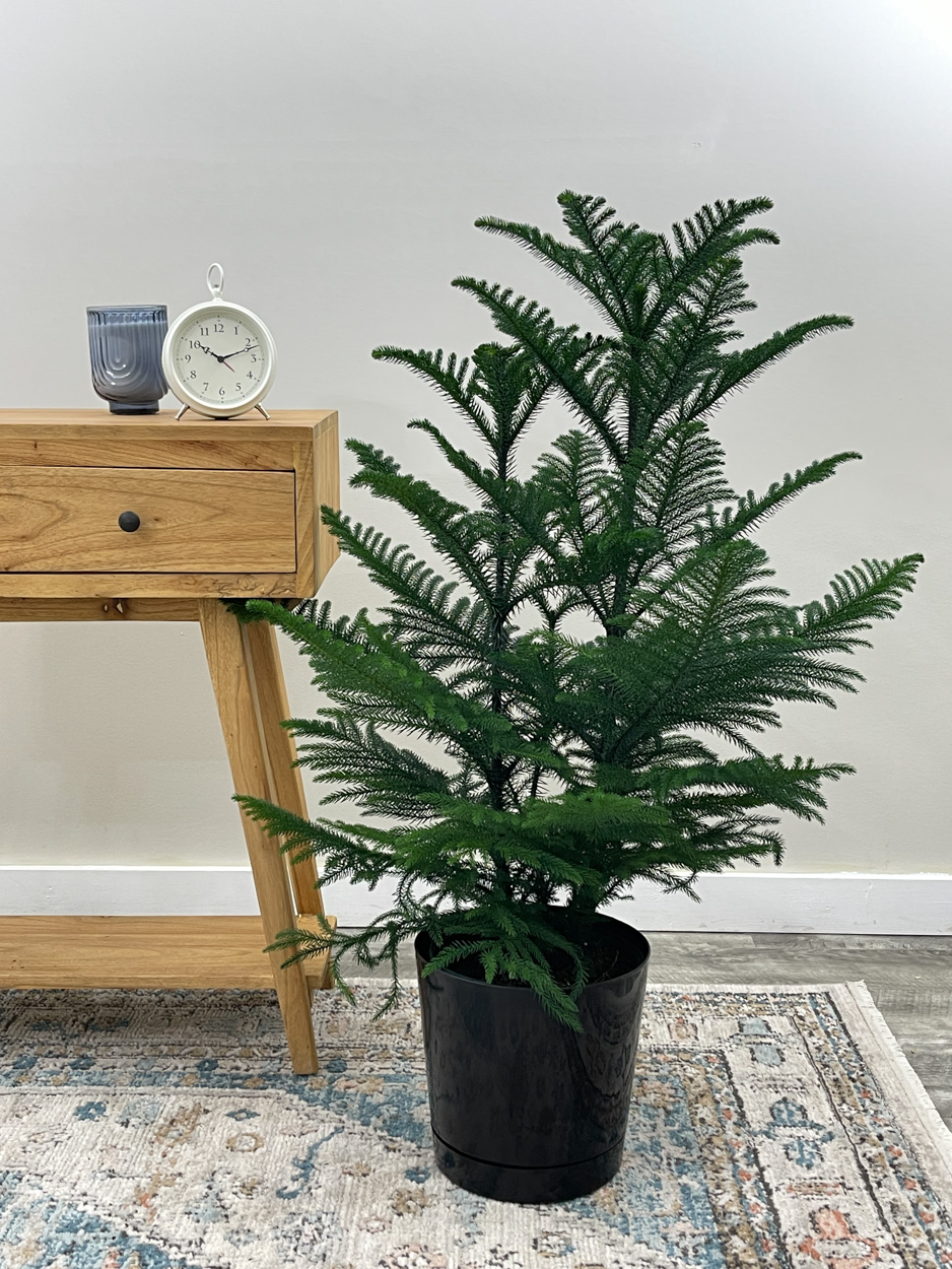 Norfolk Island Pine Araucaria Heterophylla Plantvine