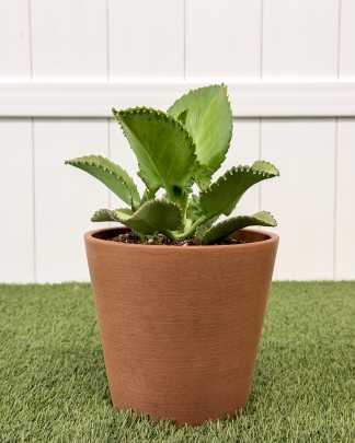 Mother of Thousands Plant - Medium