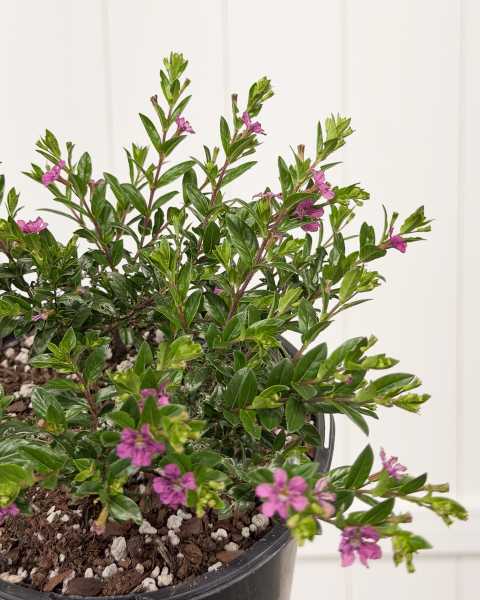 Foliage