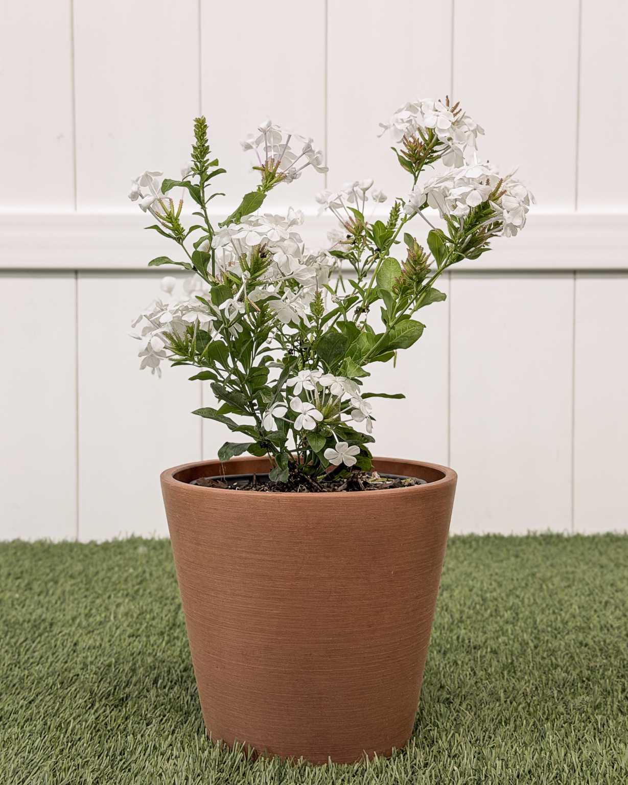 Plumbago auriculata ‘Alba’, White Plumbago | PlantVine