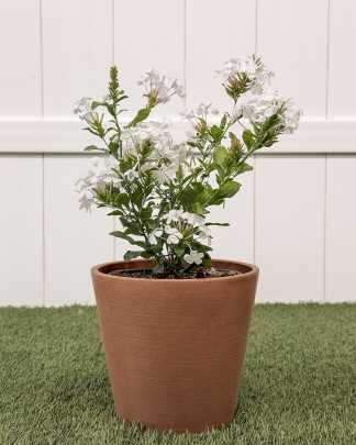 Plumbago auriculata 'Alba', White Plumbago - Medium