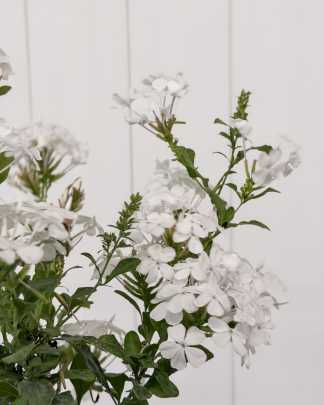 Plumbago auriculata 'Alba', White Plumbago