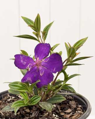 Tibouchina lepidota, Purple Glory Bush