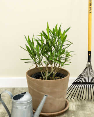 oleander