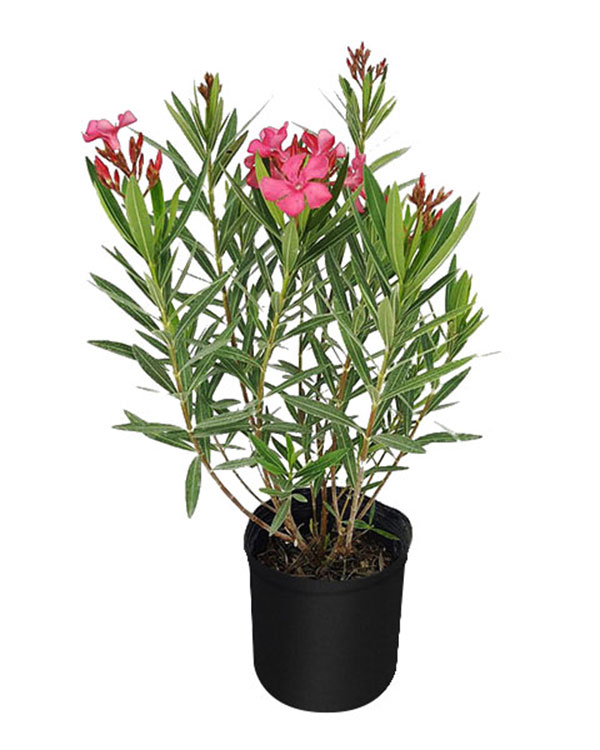 Buy Nerium oleander 'Calypso', Oleander Free Shipping over 100