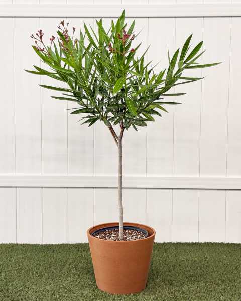 Large, Tree