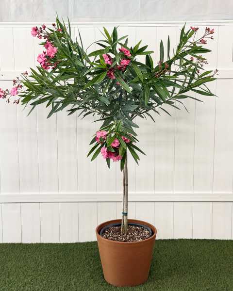 Extra Large, Tree